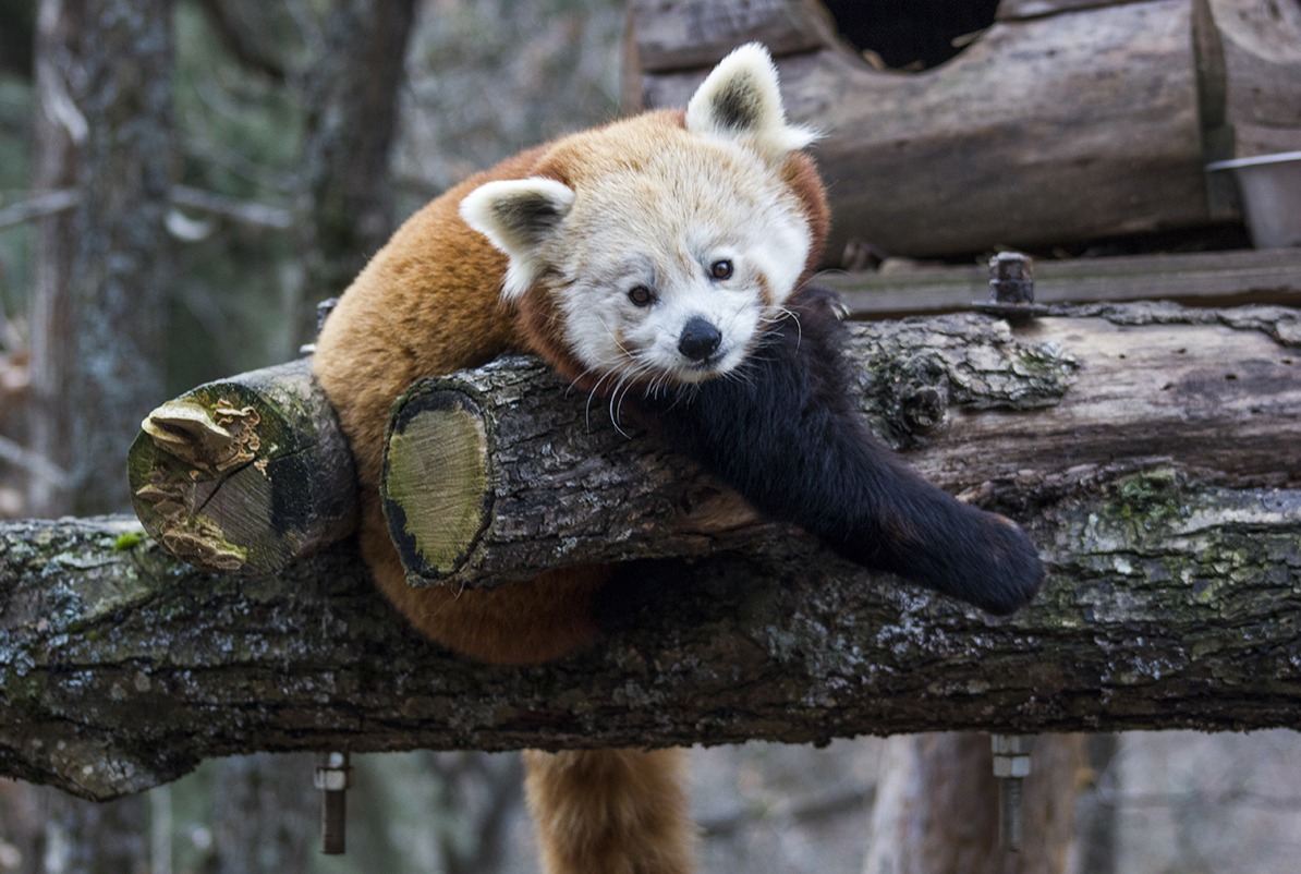 Naissance de pandas  roux  au Parc animalier d Auvergne 