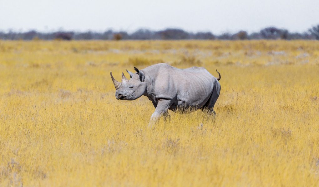 Zoom sur les rhinocéros