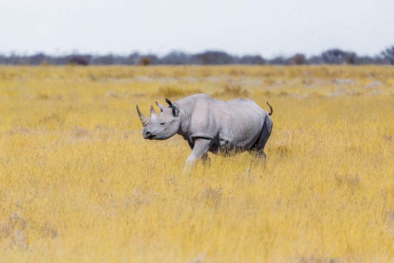 Zoom sur les rhinocéros