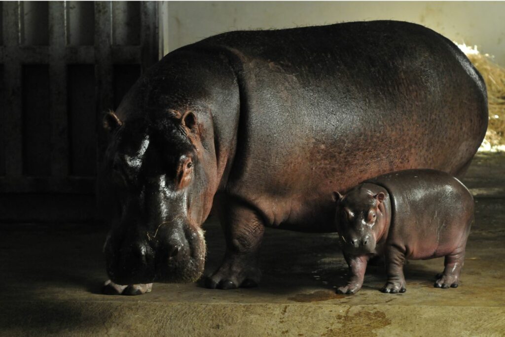Naissance d'une femelle hippopotame au Zoo