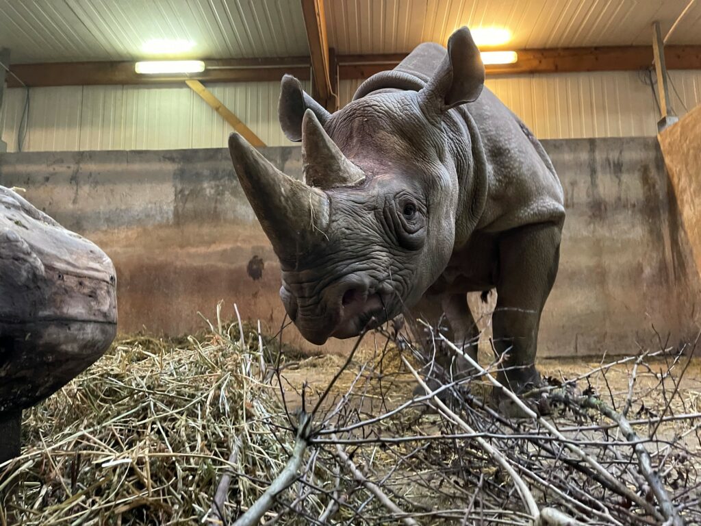 Une Jeune Femelle Rhinocéros Noir Débarque Au Bioparc - Nature Et Zoo