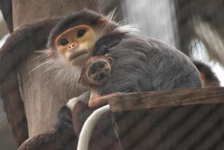 Un bébé Douc est né au ZooParc de Beauval - Nature et Zoo