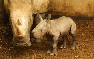 Bébé rhinocéros blanc © Zoo de la Boissière du Doré