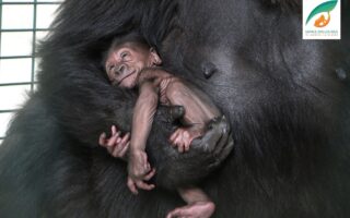 Bébé gorille © Espace Zoologique de Saint-Martin-la-Plaine