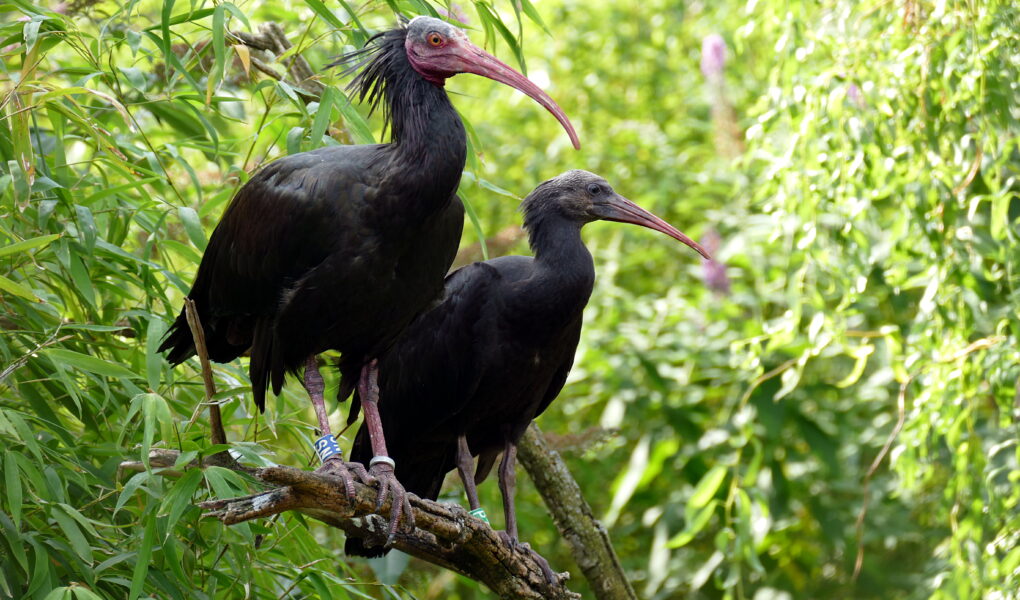 Ibis chauves © Jacky Renard