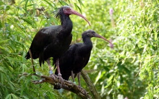 Ibis chauves © Jacky Renard