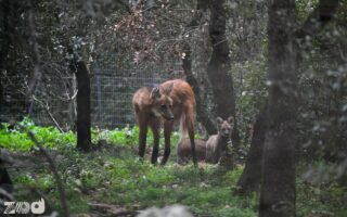 loups à crinières © Zoo de Montpellier