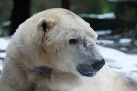 Tromso ours polaire © Zoo d'Amnéville