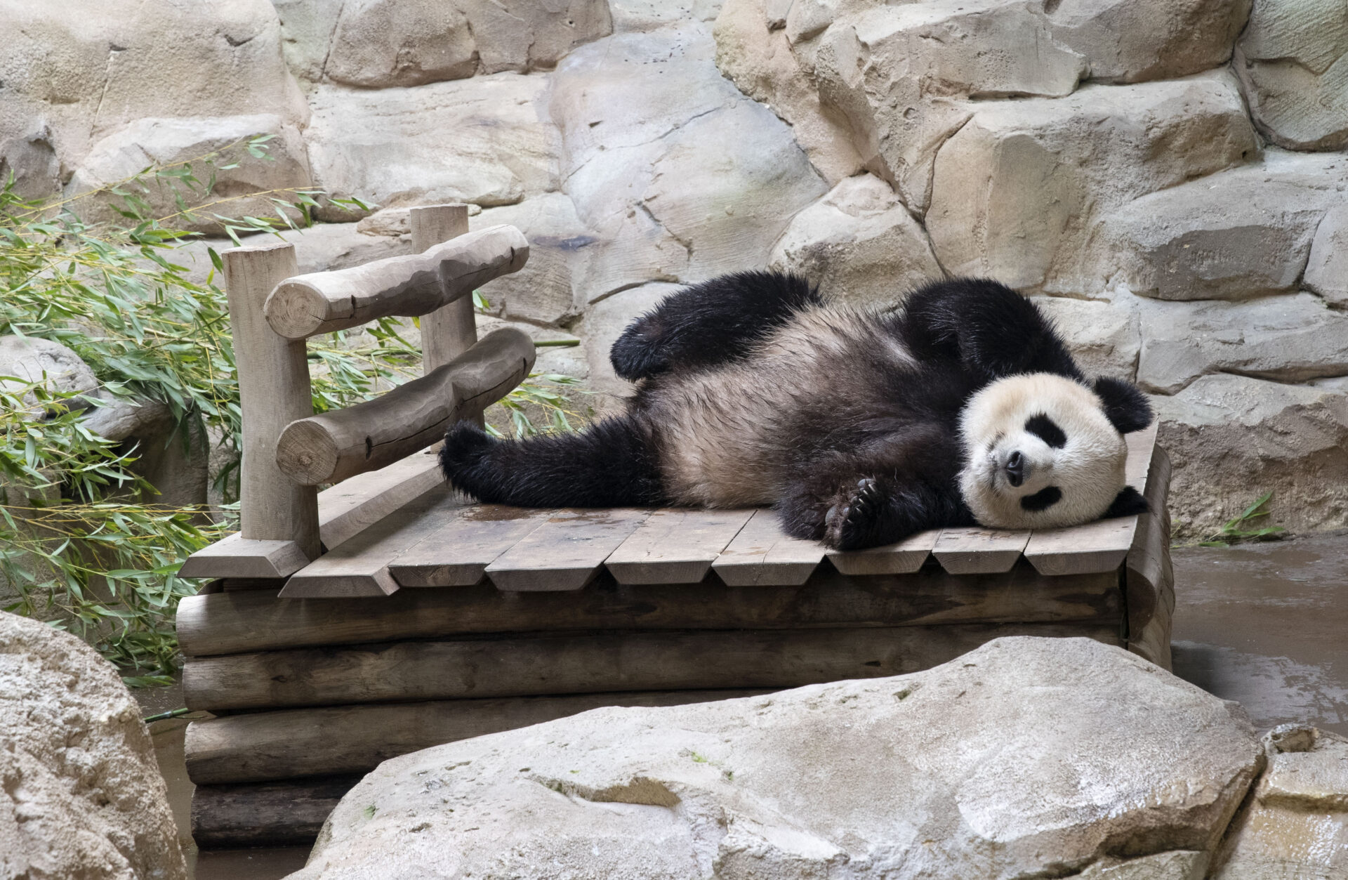 Panda © ZooParc de Beauval