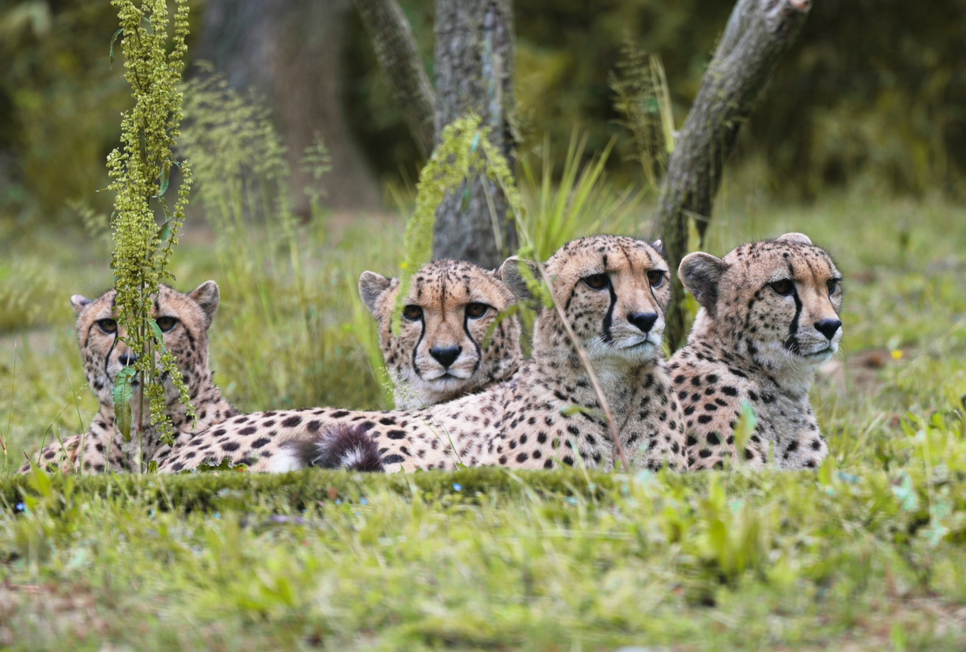 © Zoo African Safari