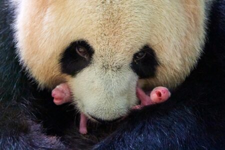 © Eric Baccega - ZooParc de Beauval