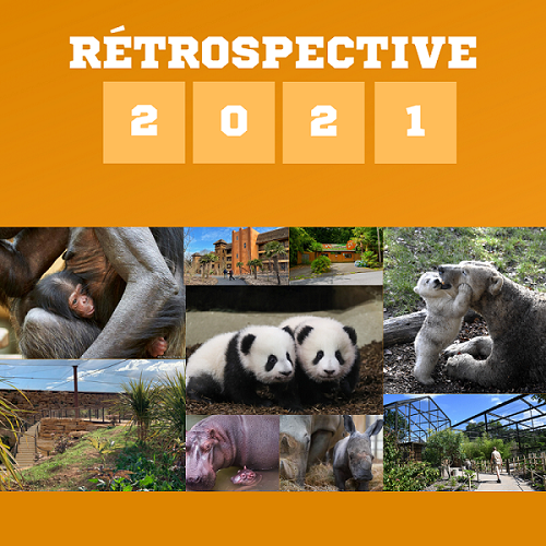 Rétrospective 2021 - @ Nature et Zoo