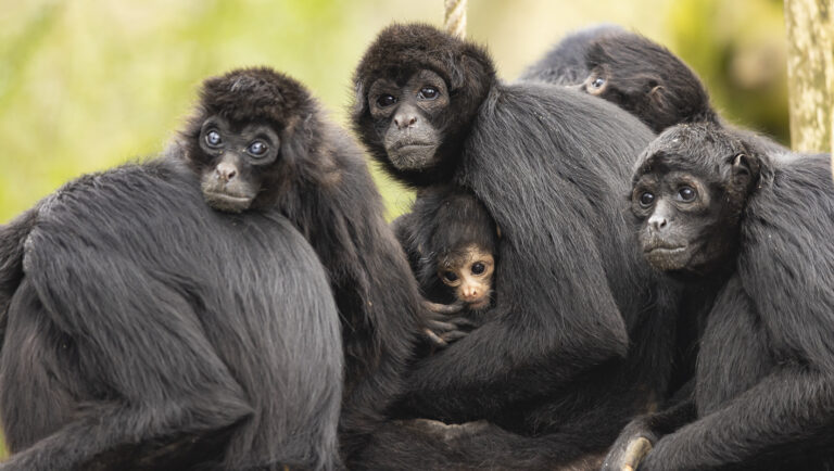 Le Bioparc lance sa saison 2022 le 5 février - Nature et Zoo