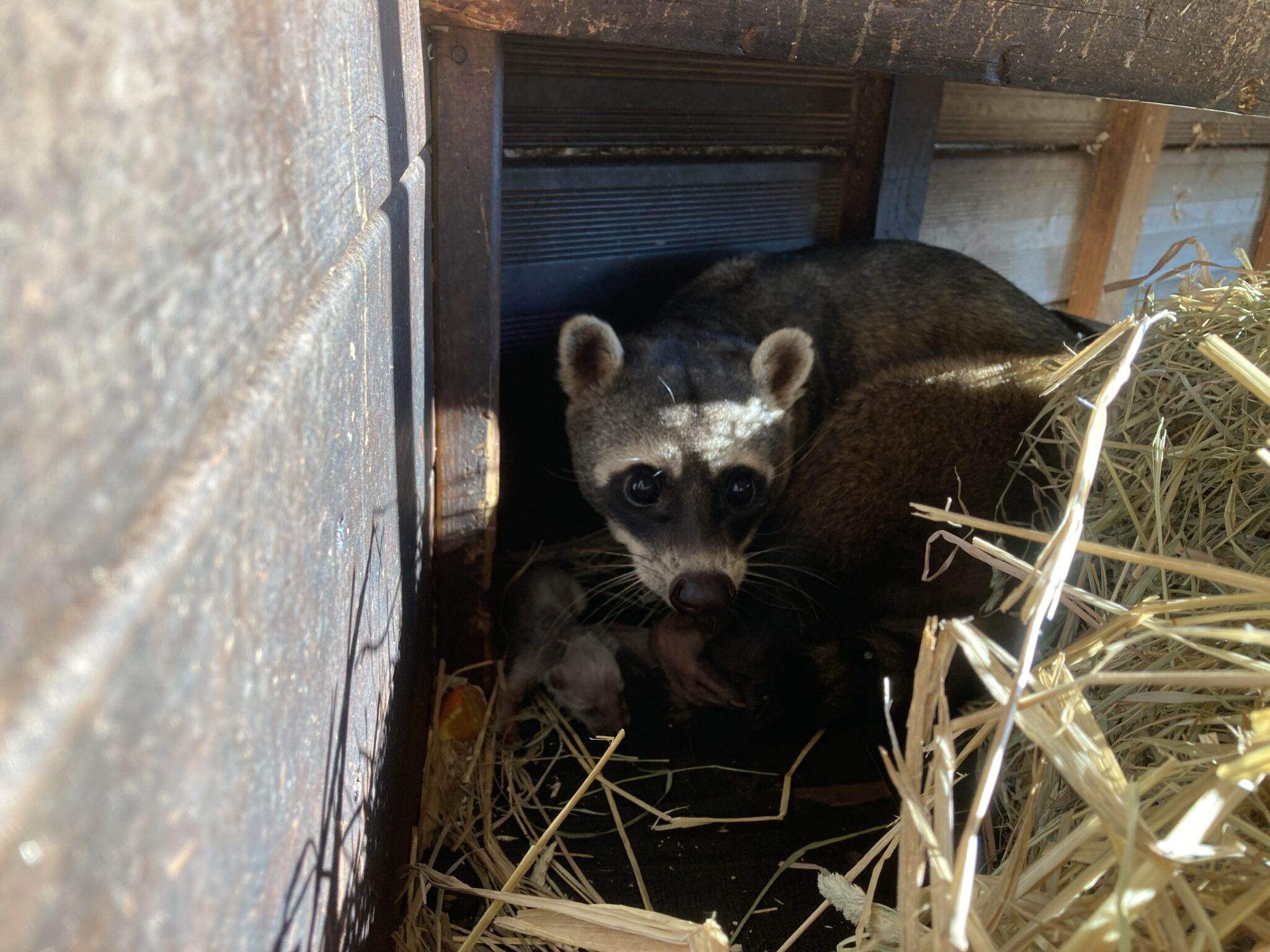 Naissance unique d'un raton crabier au Zoo de Pescheray Nature et Zoo