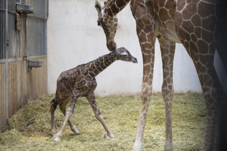 © ZooParc de Beauval