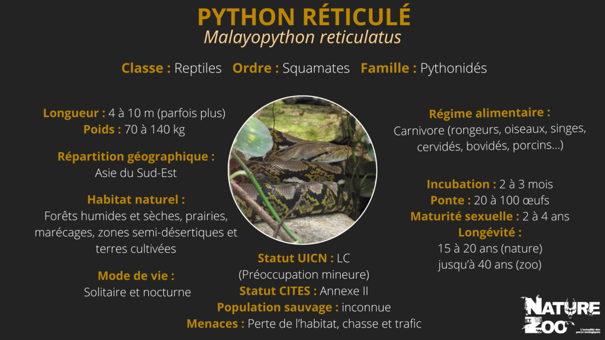 Python réticulé - Nature et Zoo : l'actualité des parcs zoologiques