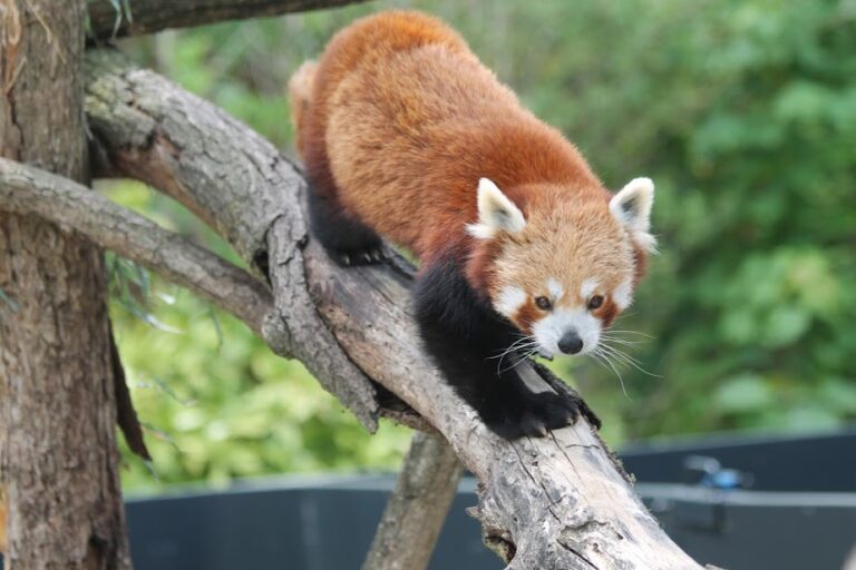 Panda roux - Nature et Zoo : l'actualité des parcs zoologiques