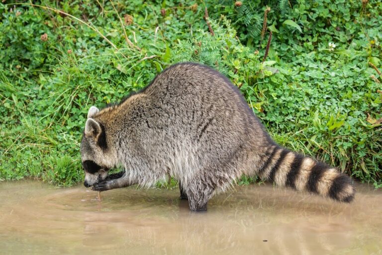 Raton laveur - Nature et Zoo : l'actualité des parcs zoologiques