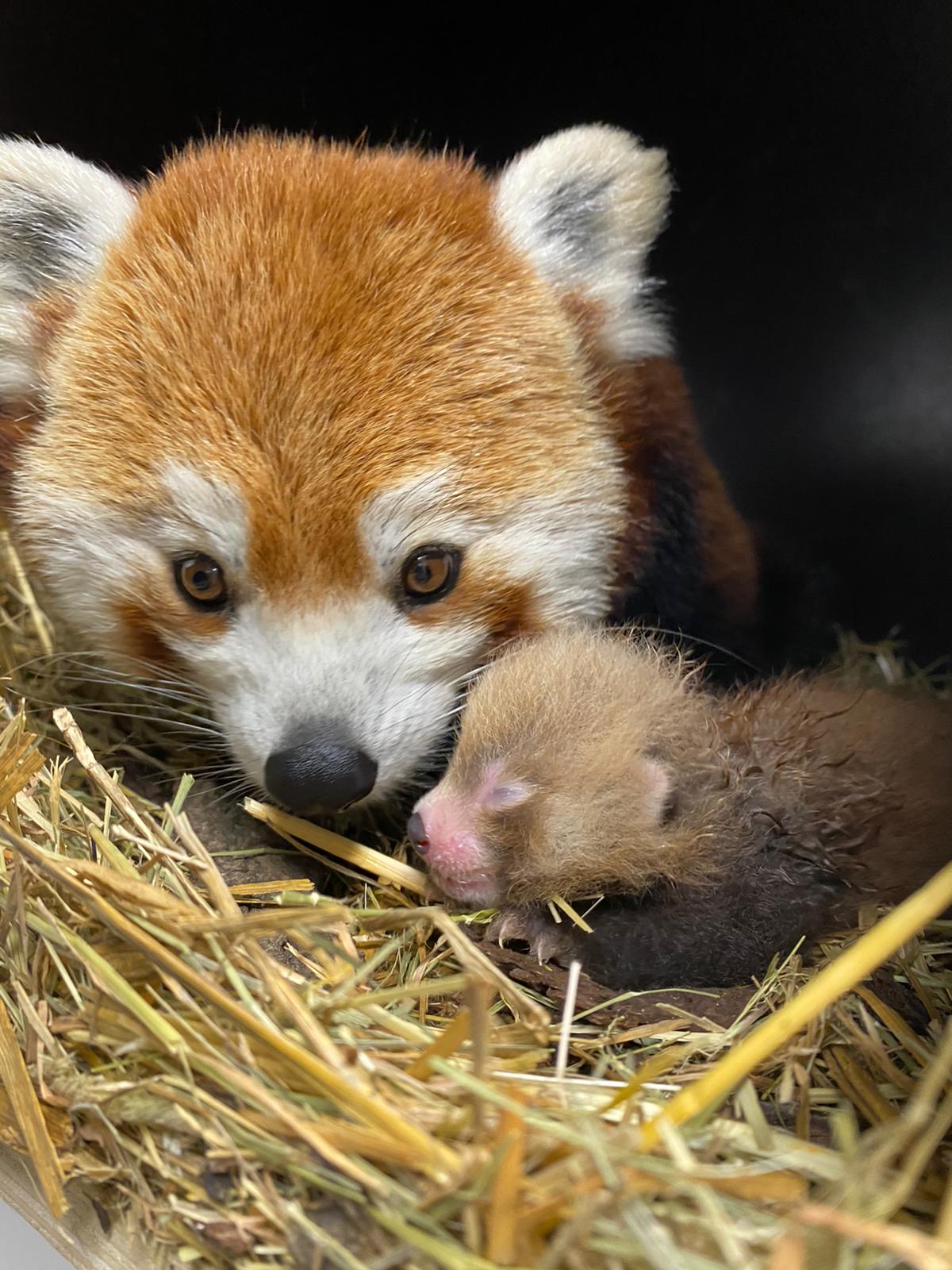 Parc de Clères : le prénom du bébé panda roux né en juin a été révélé ! -  Paris-Normandie