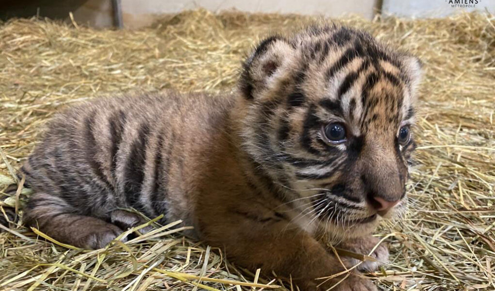 Naissance Exceptionnelle D un Tigre De Sumatra Au Zoo D Amiens Nature 