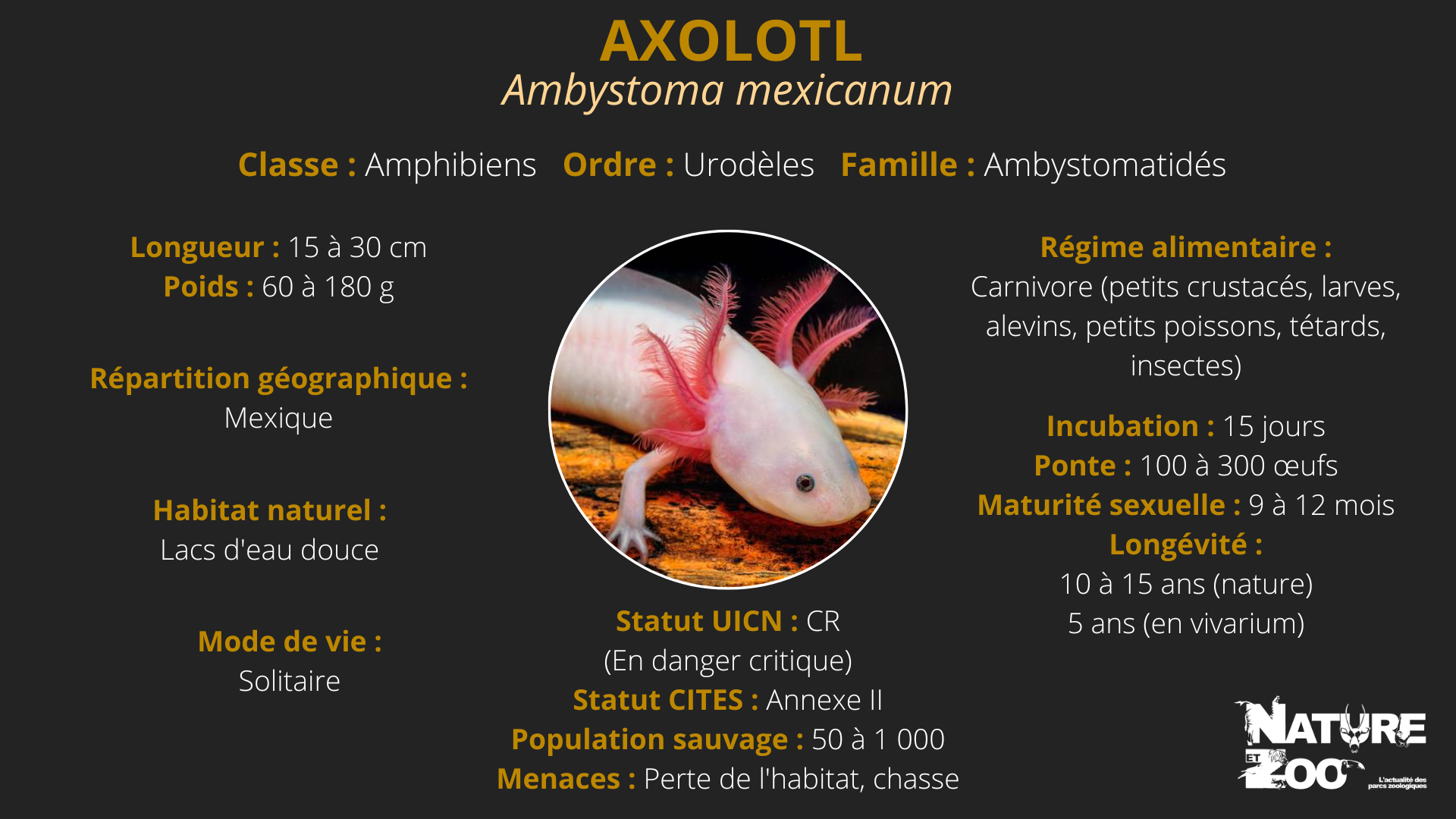 Axolotl : description, conseils d'élevage et prix