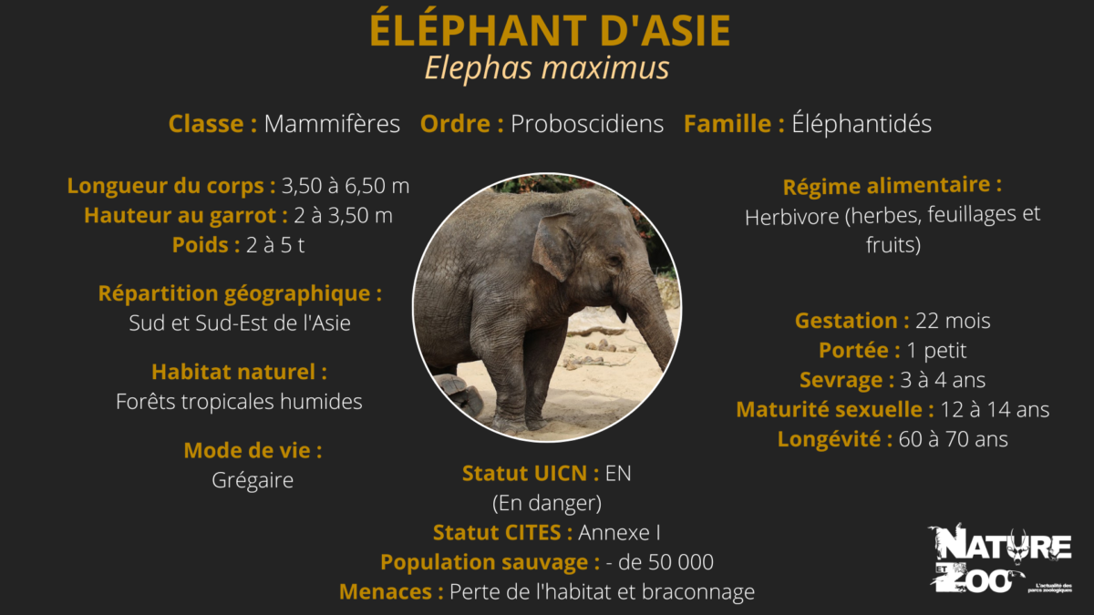 Éléphant d'Asie Nature et Zoo l'actualité des parcs zoologiques