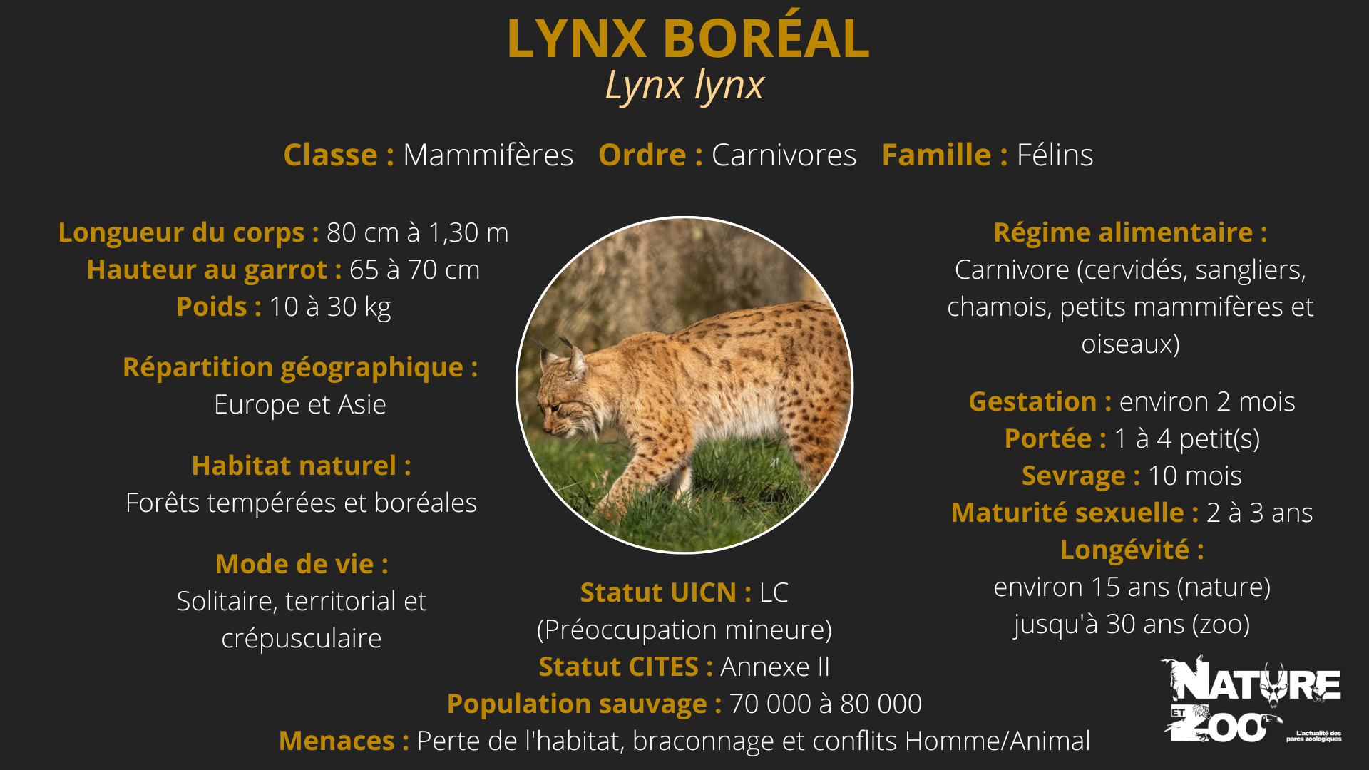 Le lynx : morphologie, alimentation, mode de vie