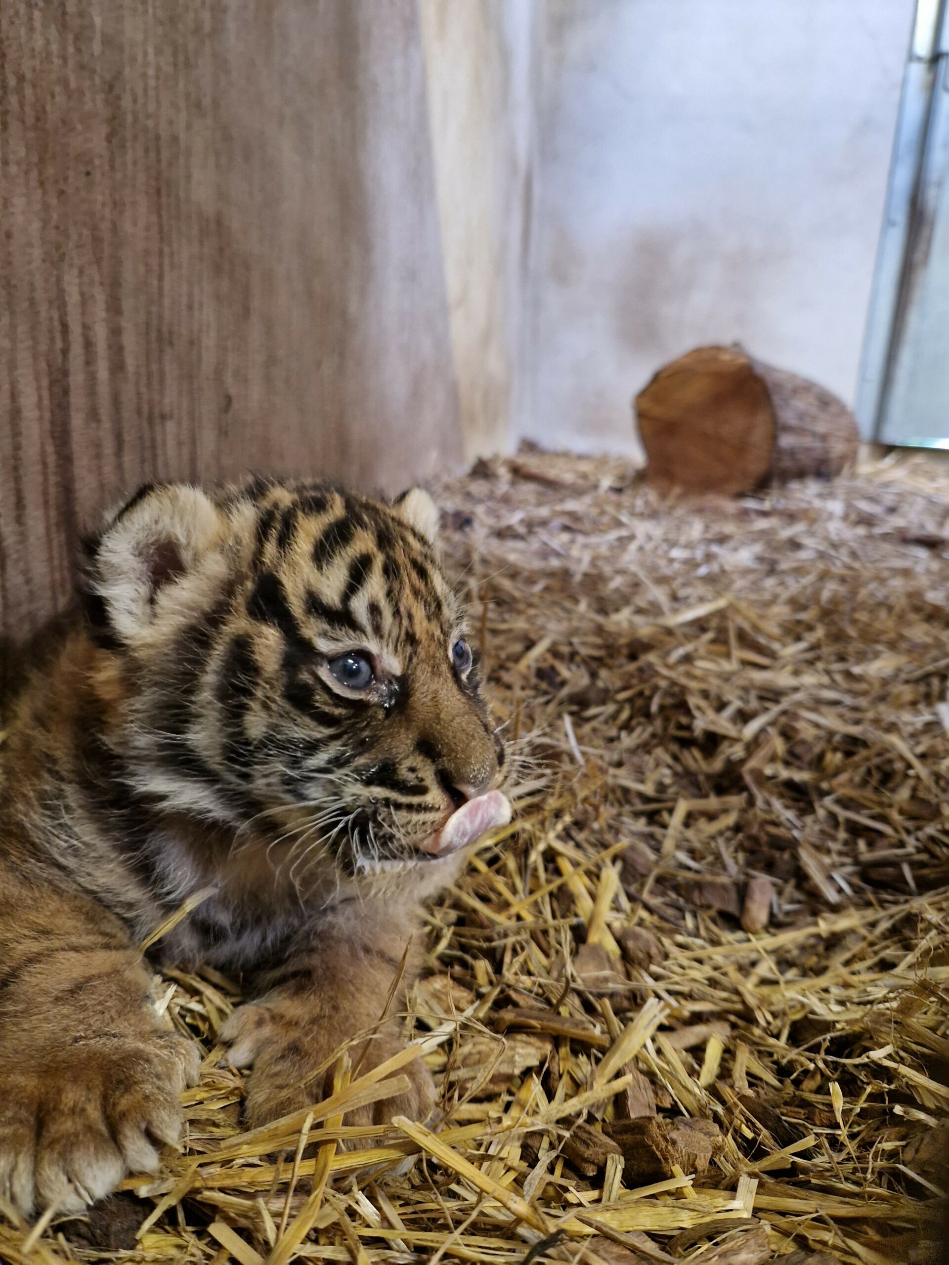 Une Petite Tigresse De Sumatra Est N e Au PAL Nature Et Zoo Une Petite Tigresse De Sumatra Est N e Au PAL Nature Et Zoo