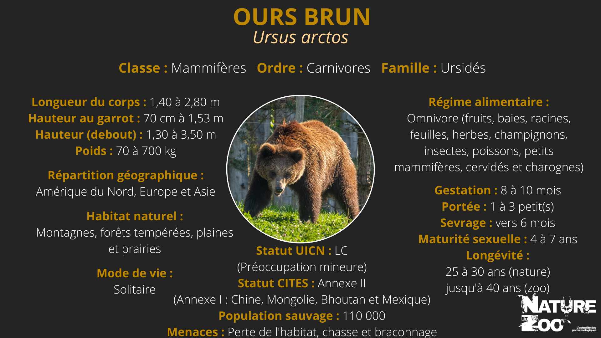 Ours brun - Nature et Zoo
