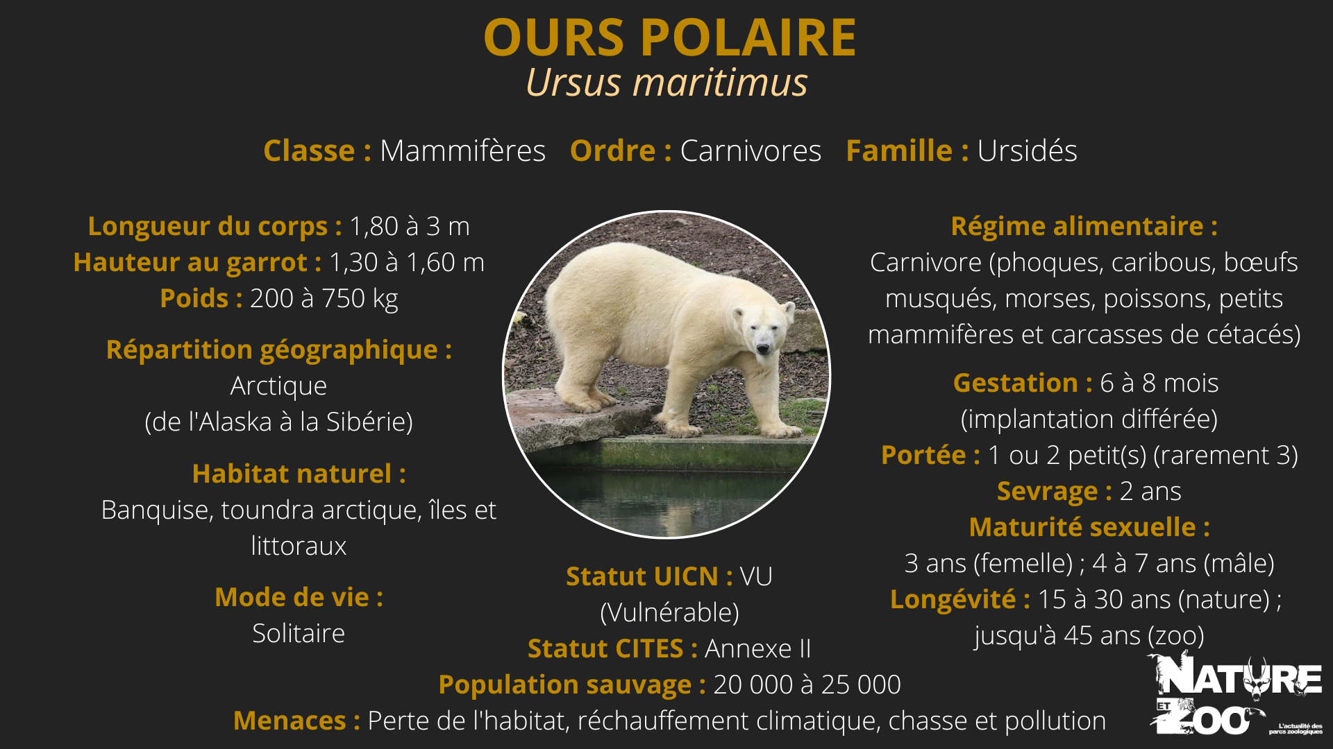 Ours polaire - Nature et Zoo : l'actualité des parcs zoologiques