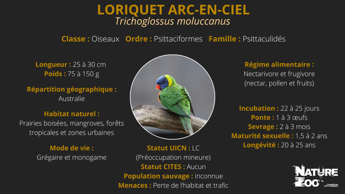Loriquet arc-en-ciel
