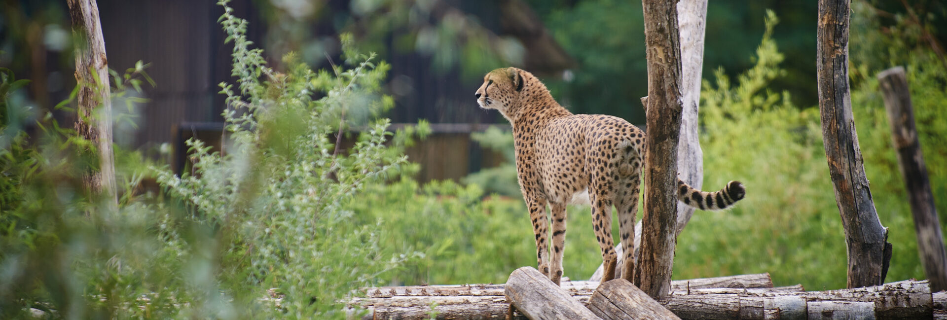 © Zoo de La Flèche