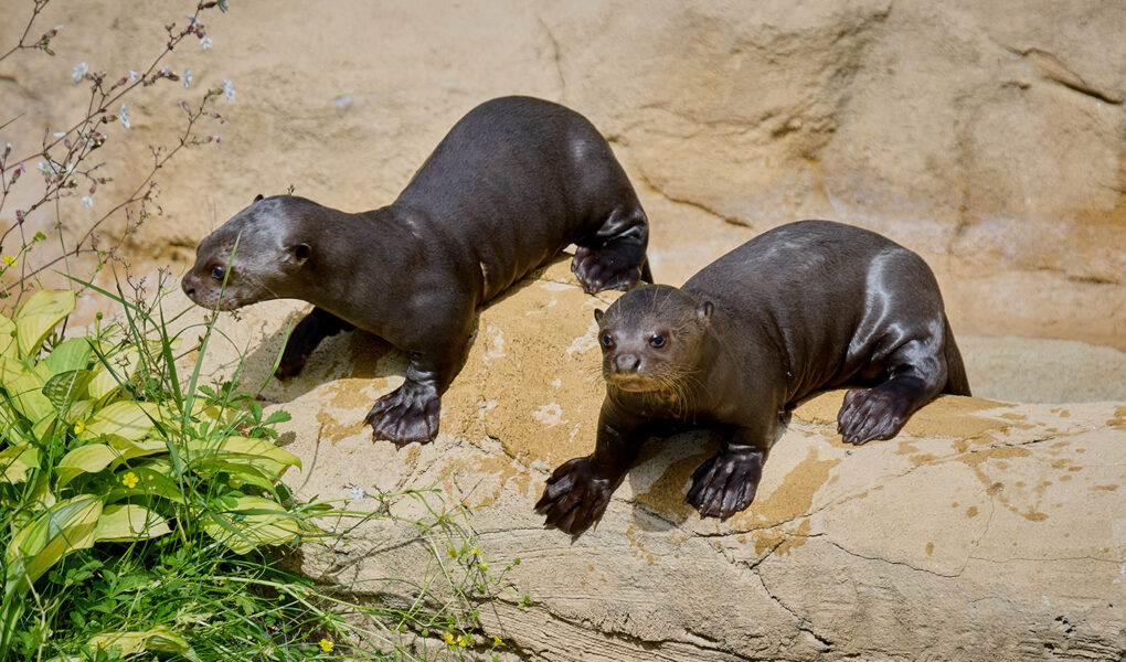 © F. Perroux - Zoo de La Palmyre