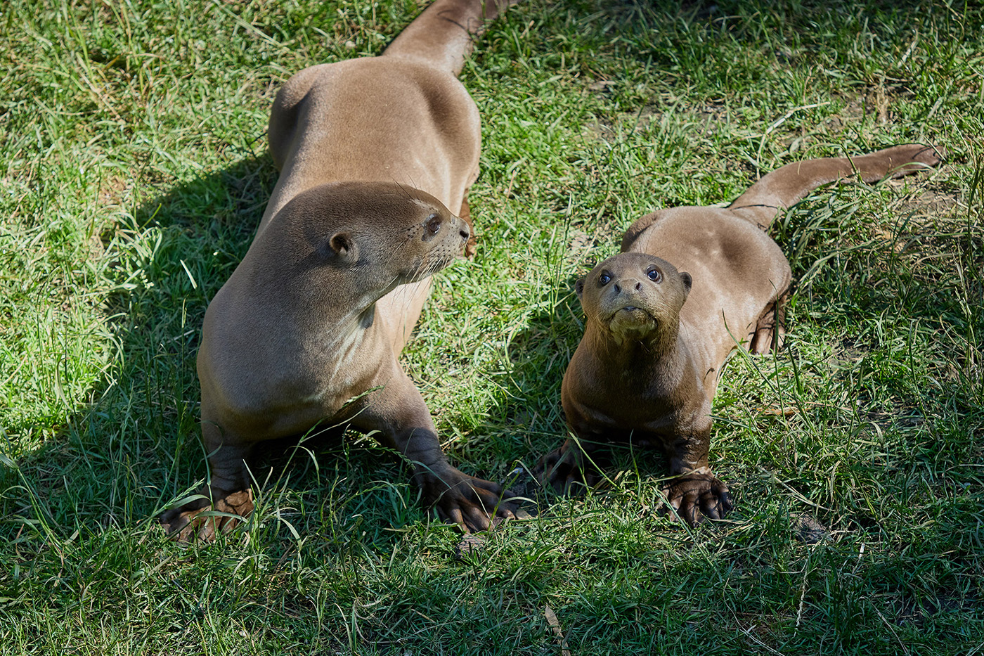 © F. Perroux - Zoo de La Palmyre