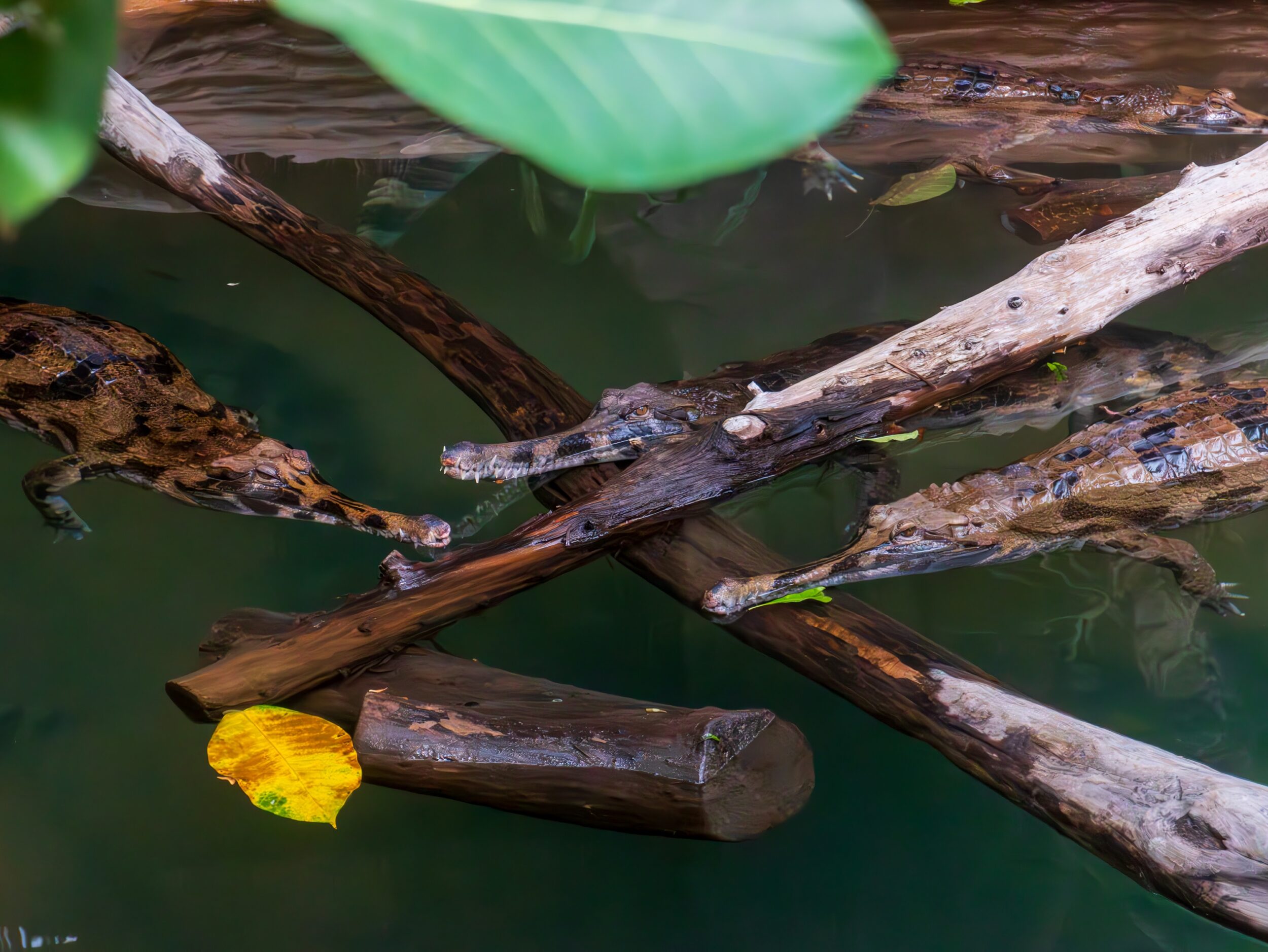 © La Ferme aux Crocodiles