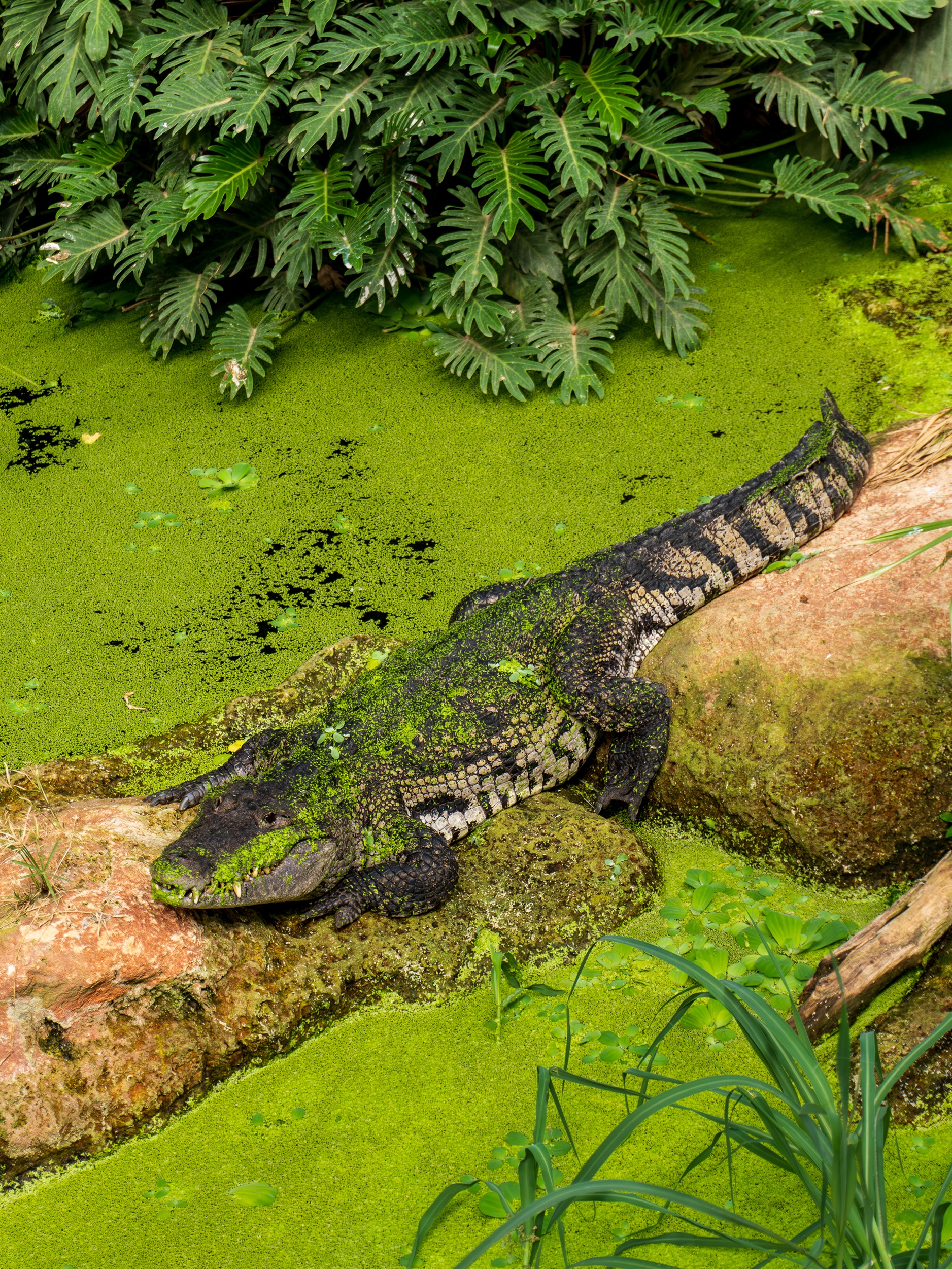 © La Ferme aux Crocodiles