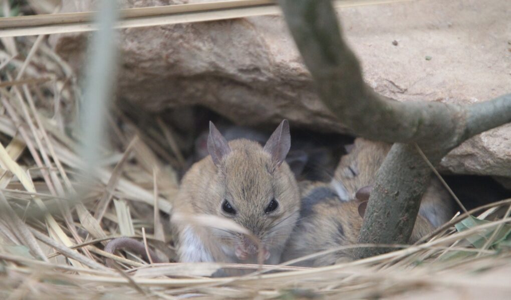 © Nature et Zoo