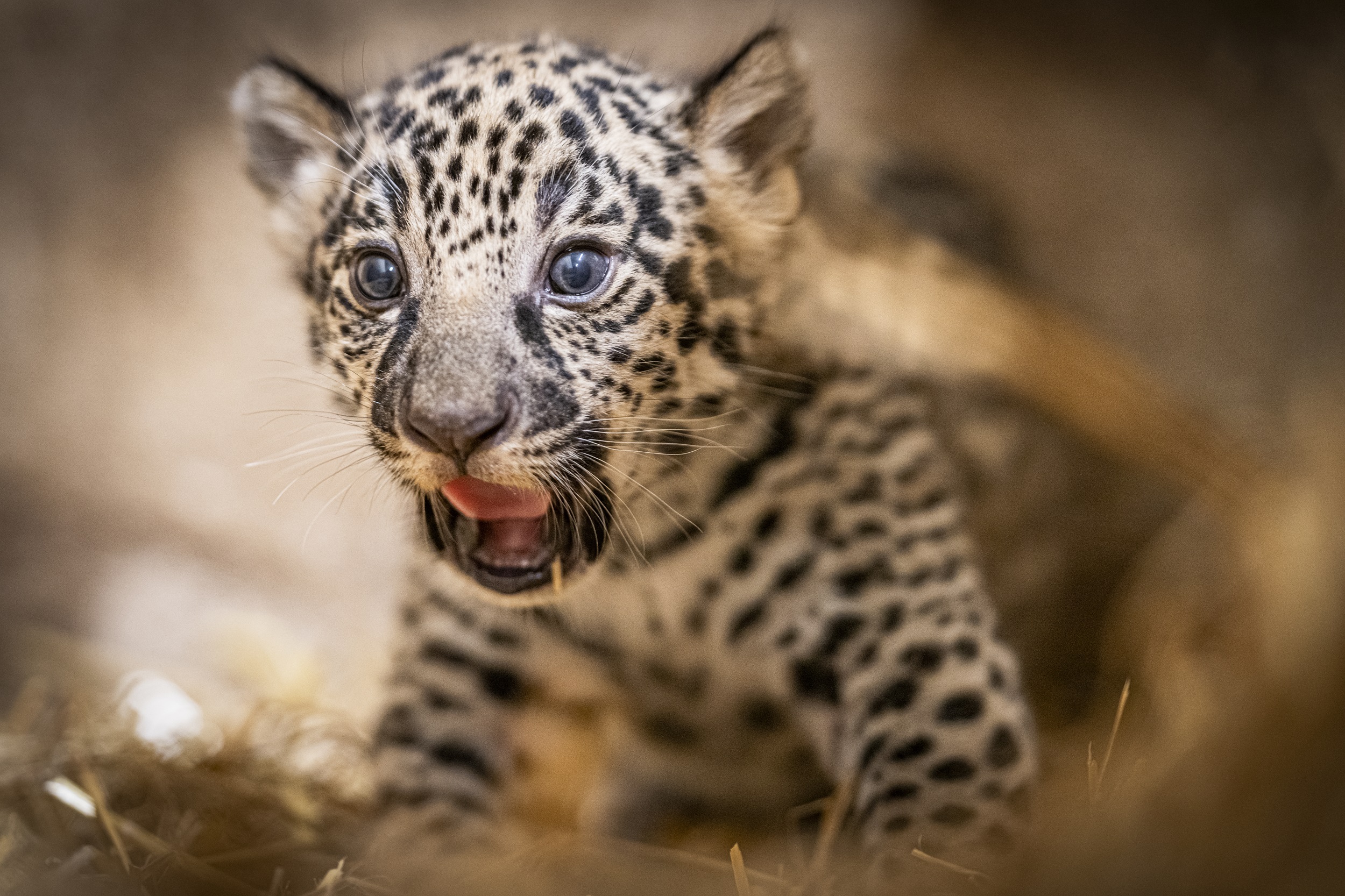 © Fotografik33 - Zoo de Bordeaux-Pessac