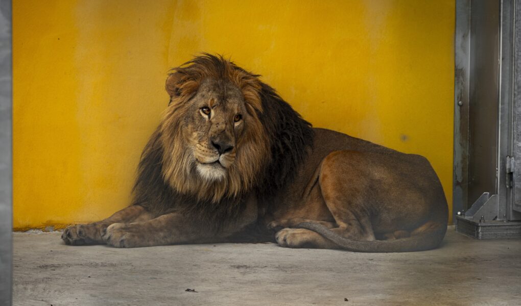 © Zoo de Bordeaux-Pessac