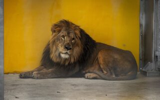 © Zoo de Bordeaux-Pessac