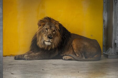 © Zoo de Bordeaux-Pessac