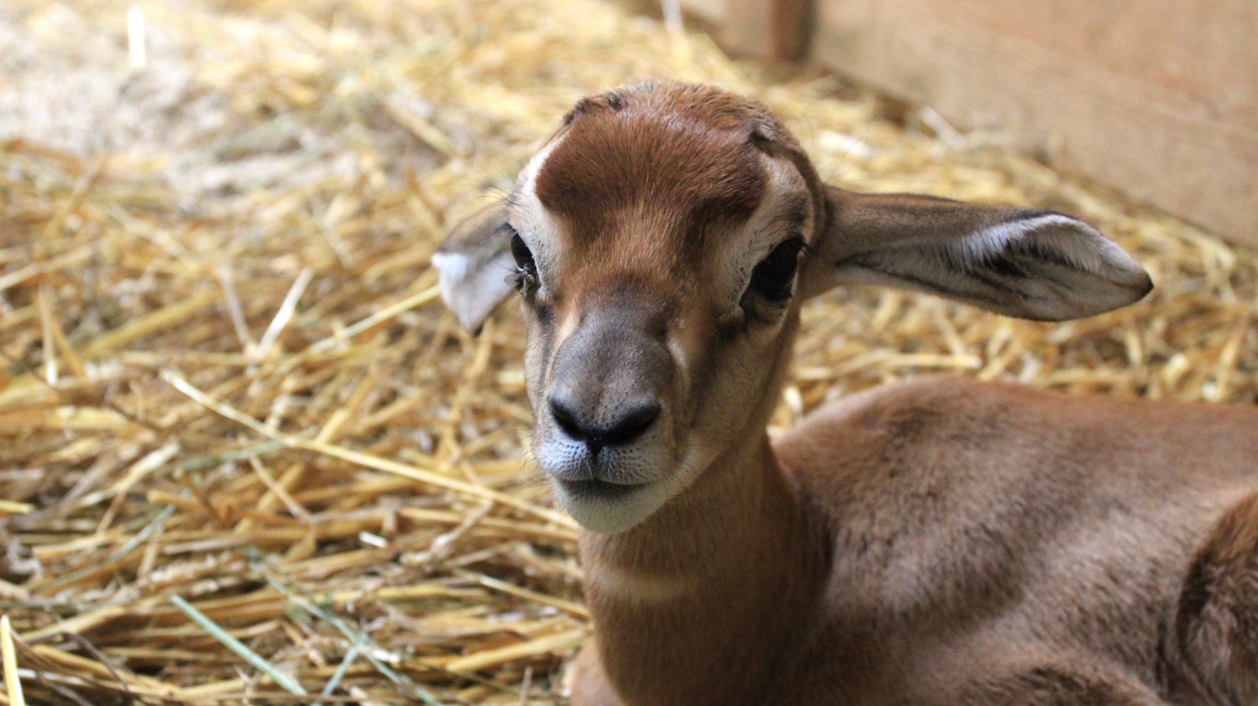 © Parc animalier d'Auvergne