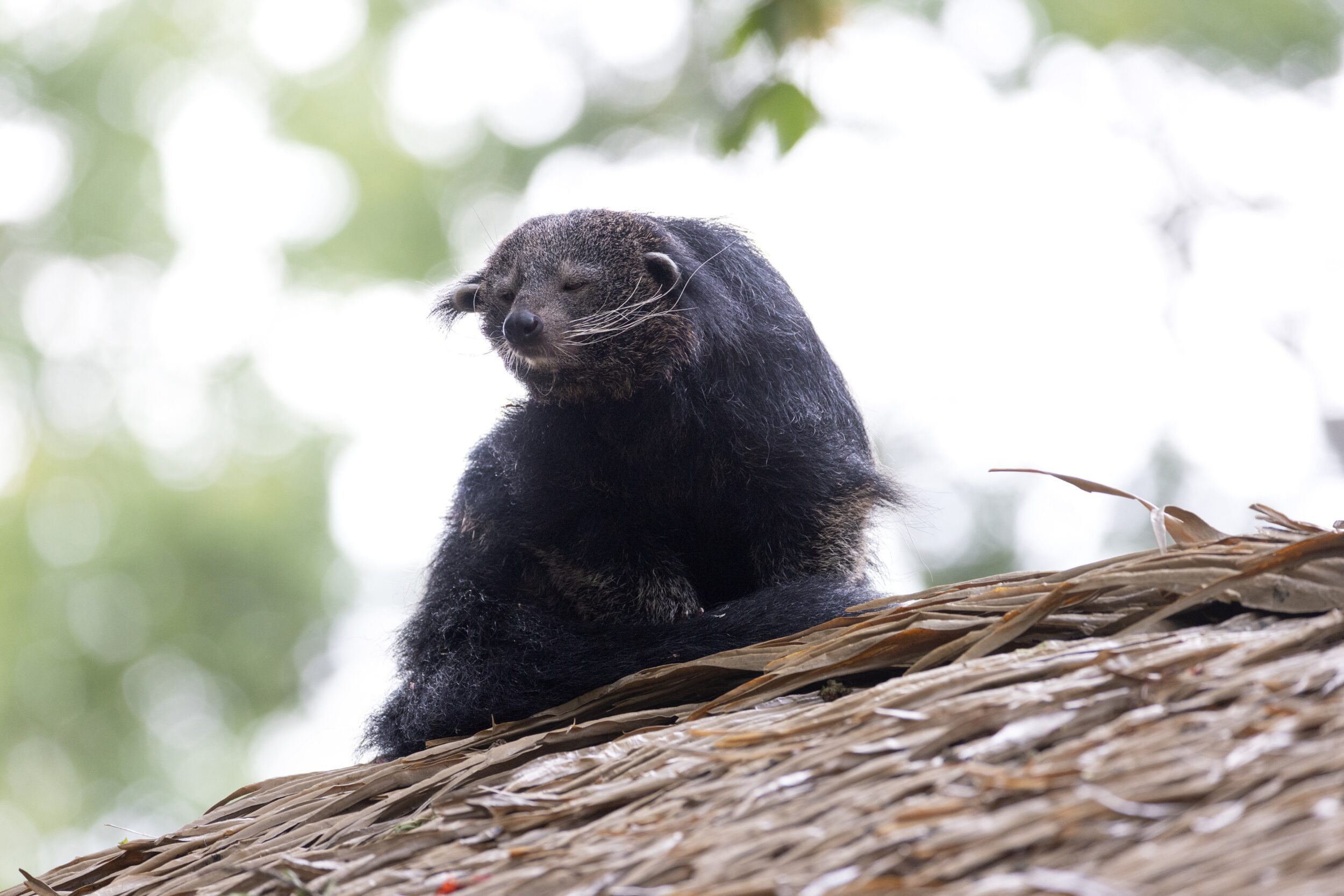 © ZooParc de Beauval