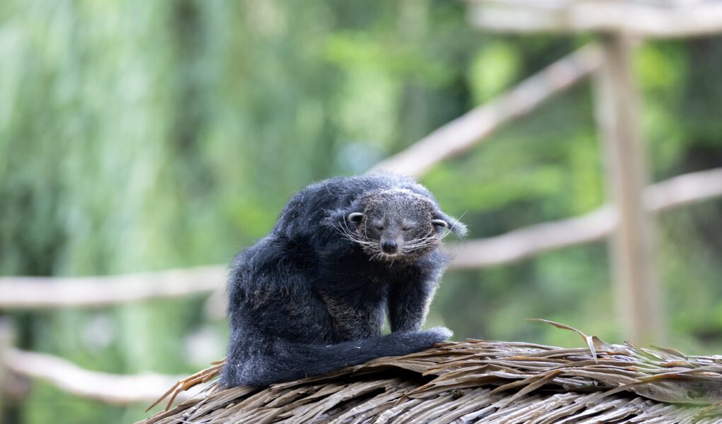 © ZooParc de Beauval