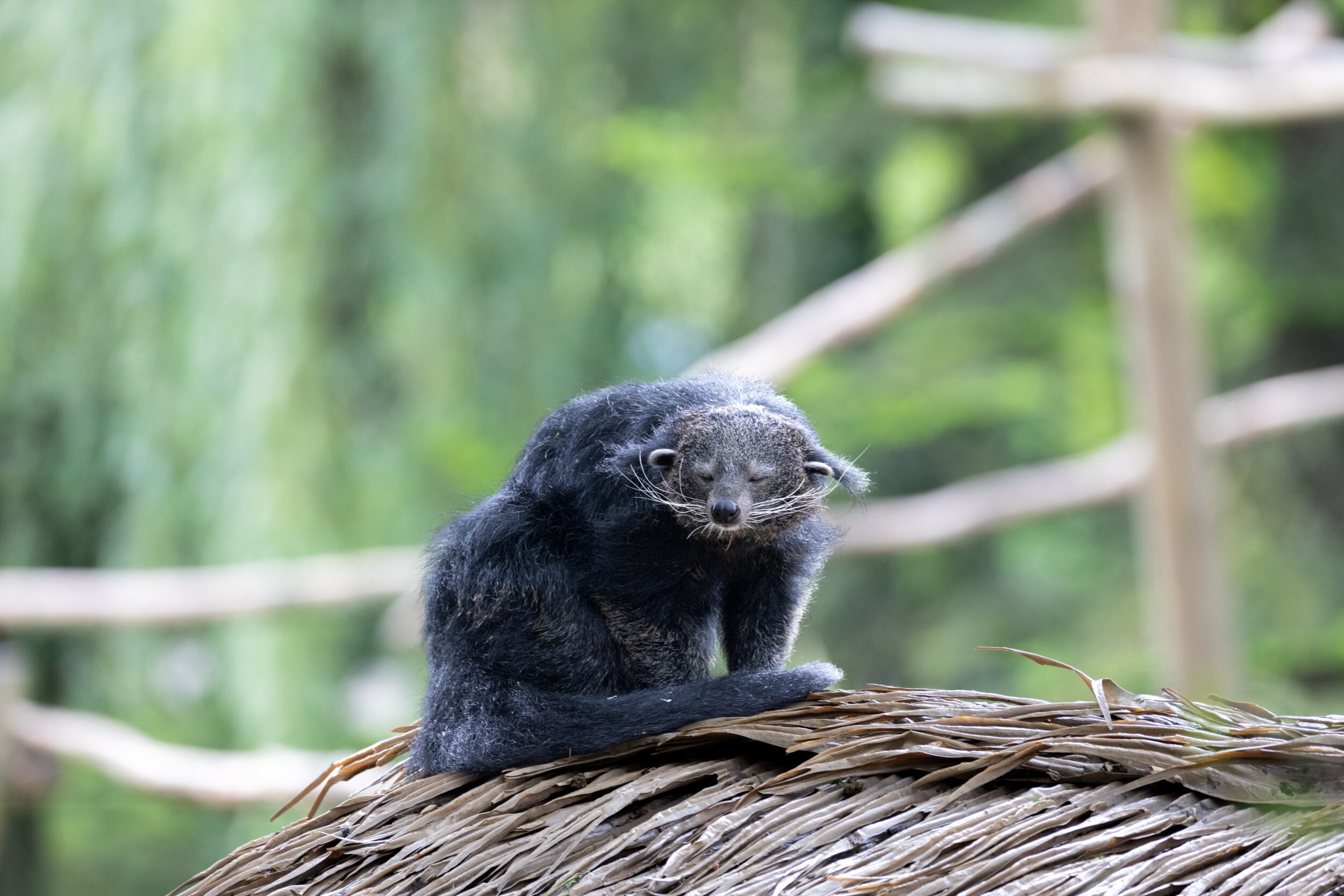 © ZooParc de Beauval