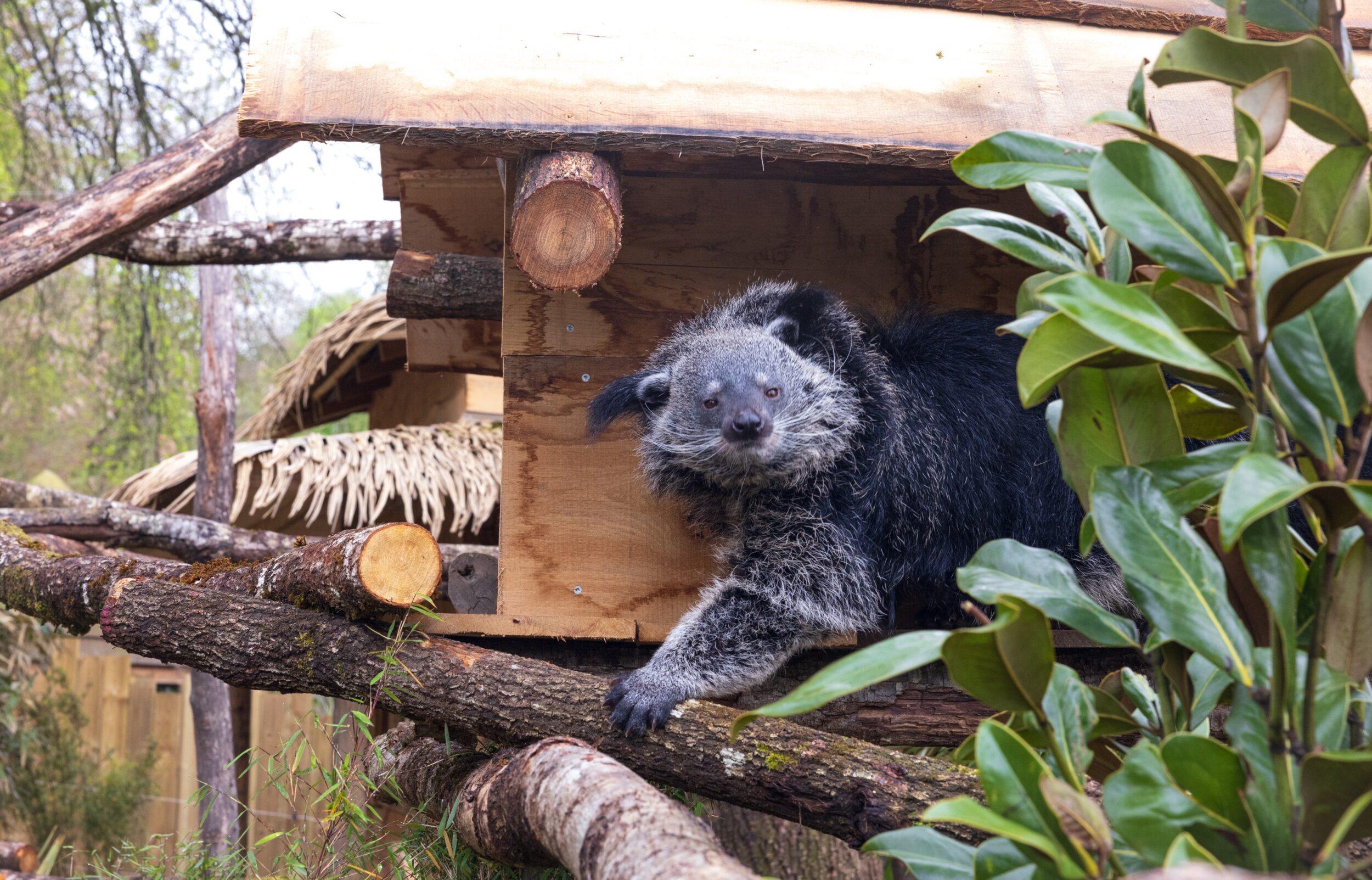 © ZooParc de Beauval