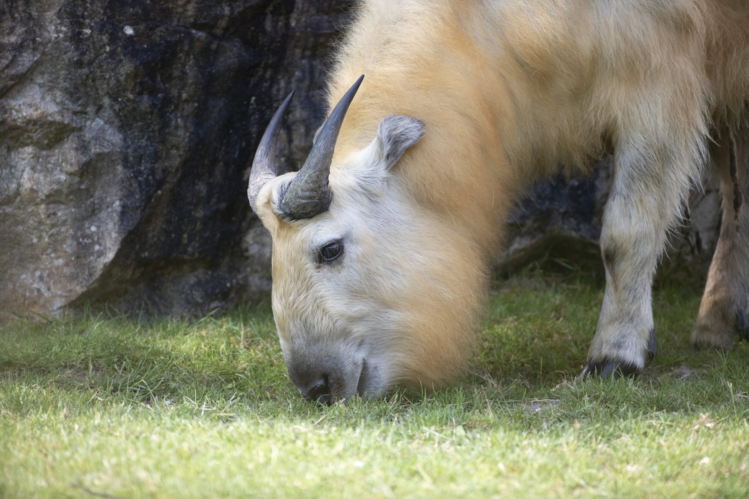 © ZooParc de Beauval