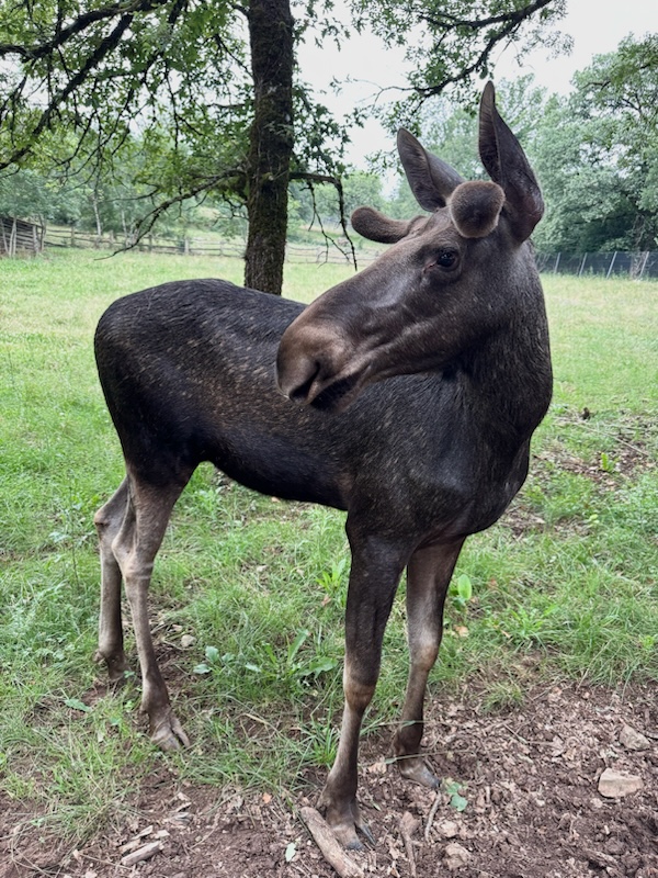 © Parc animalier de Gramat