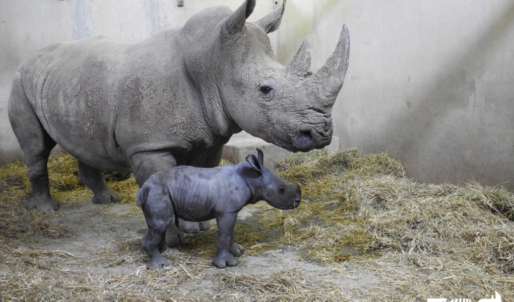 © Zoo de Montpellier