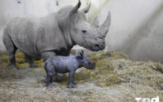 © Zoo de Montpellier